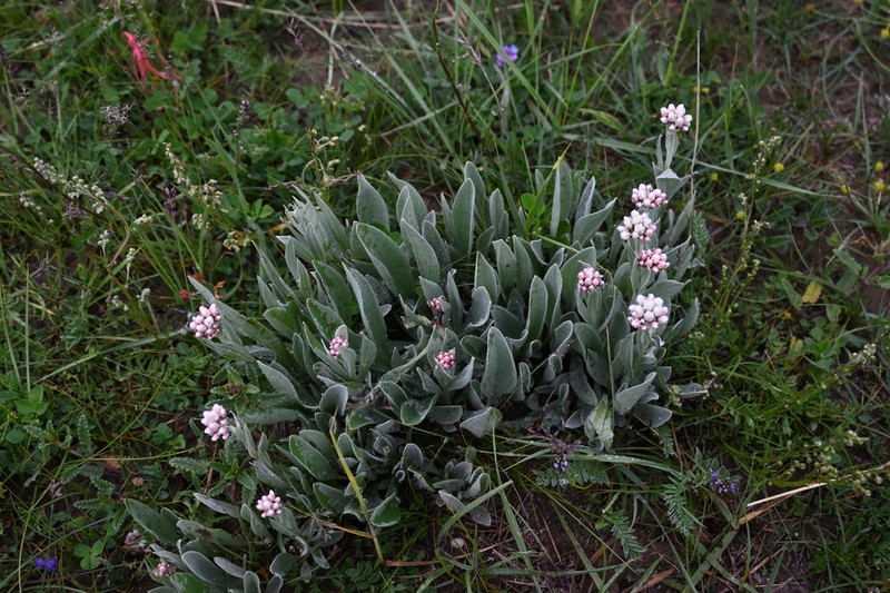 Anaphalis lactea