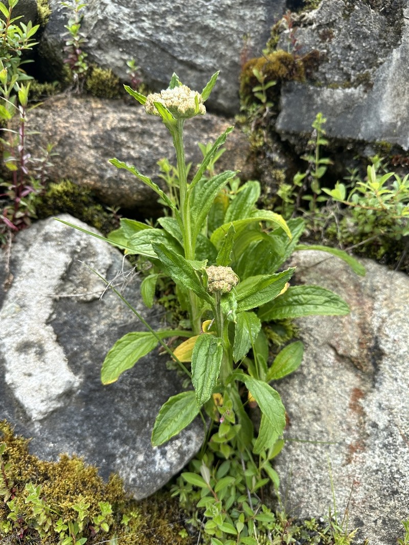 Anaphalis latialata