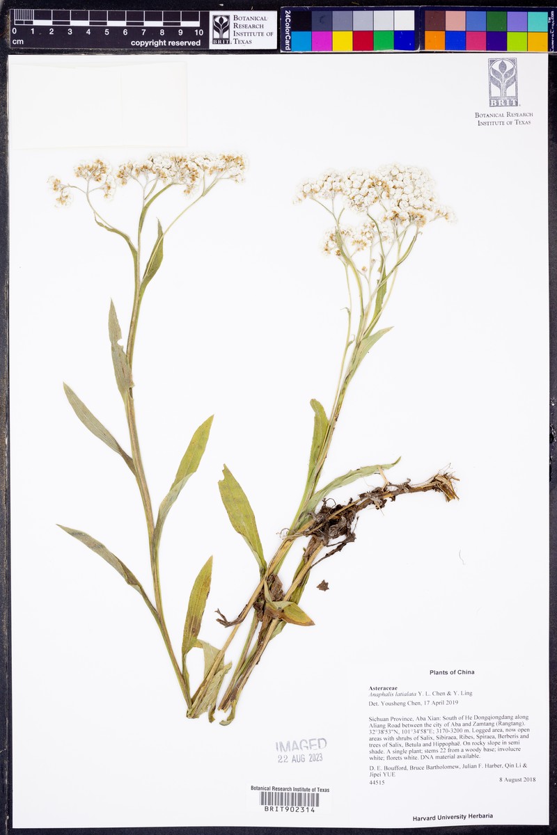 Anaphalis latialata photo 2