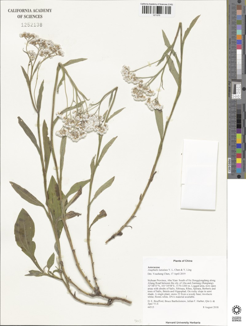 Anaphalis latialata photo 3