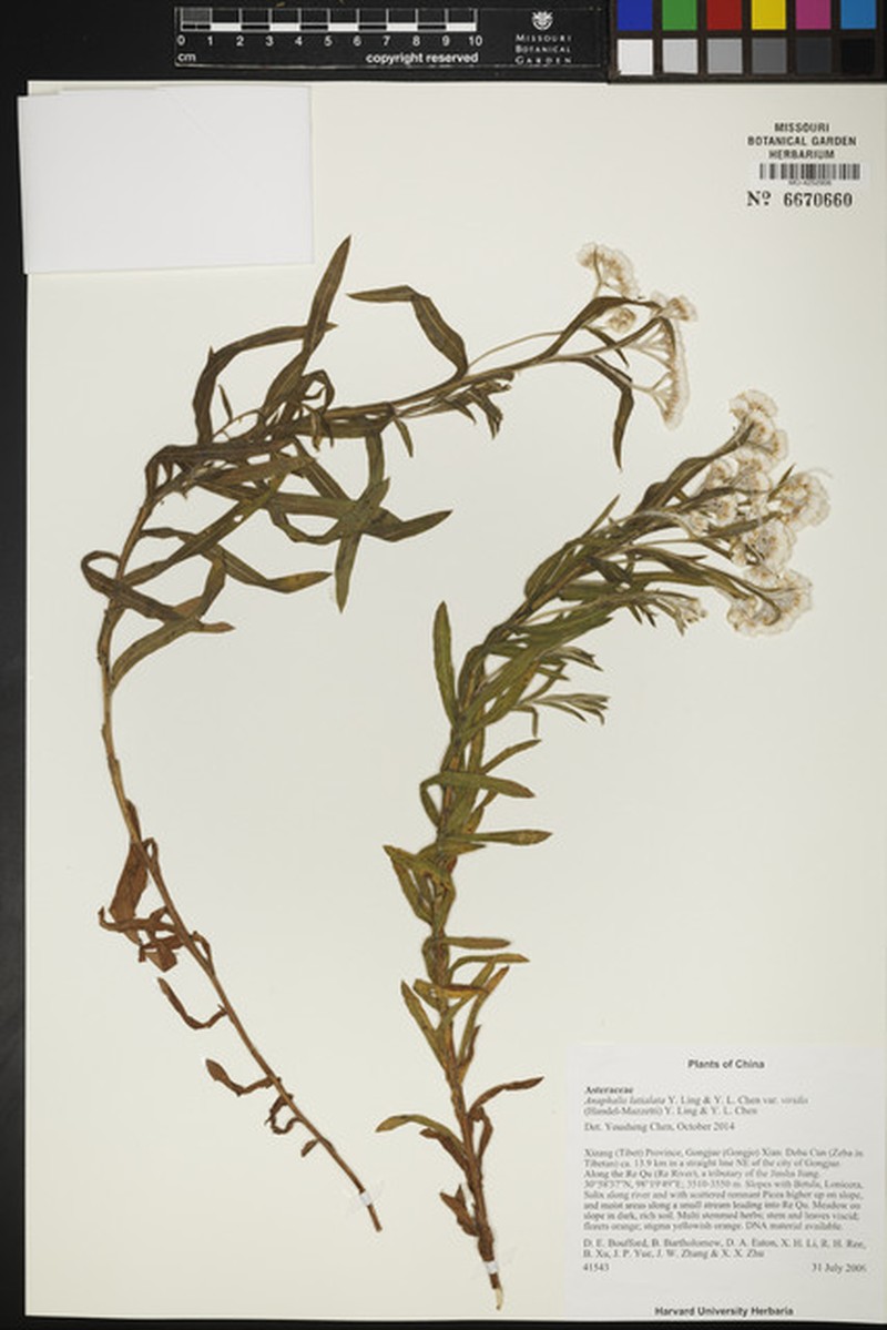 Anaphalis latialata photo 4