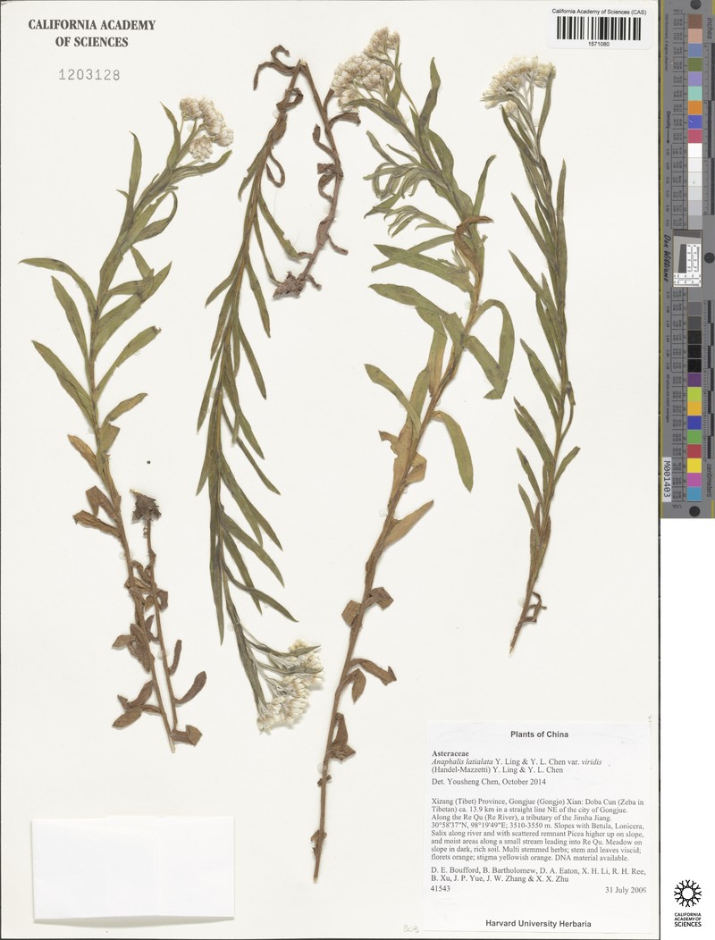Anaphalis latialata photo 5