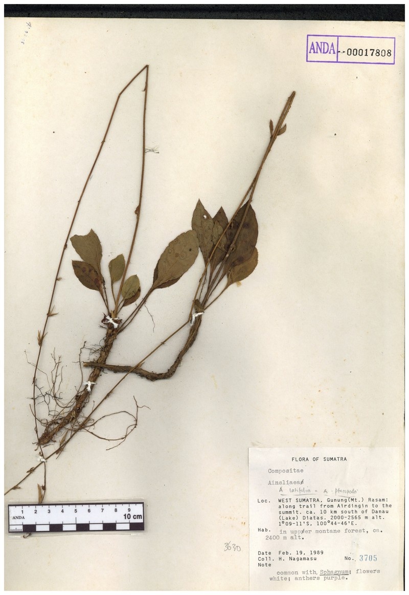 Anaphalis latifolia