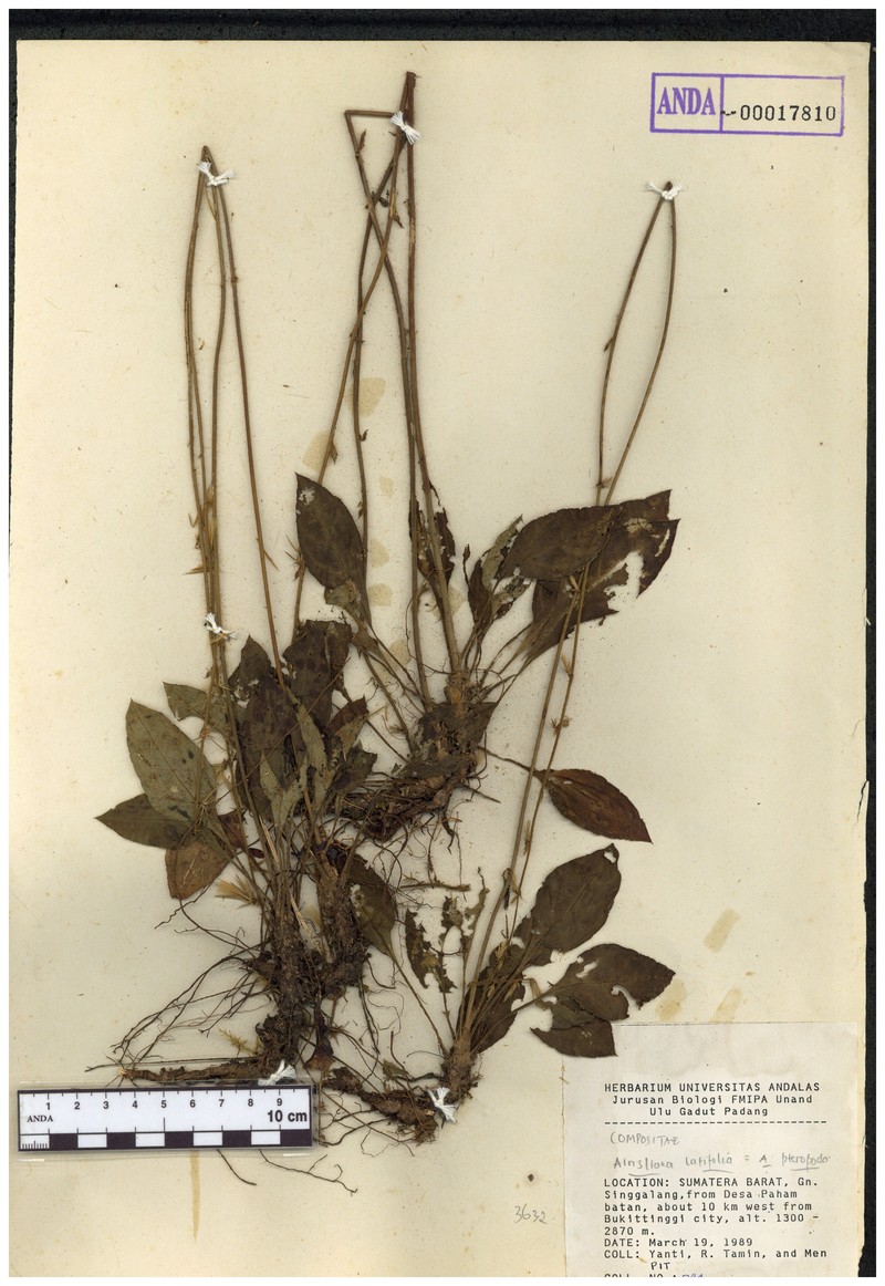 Anaphalis latifolia photo 2
