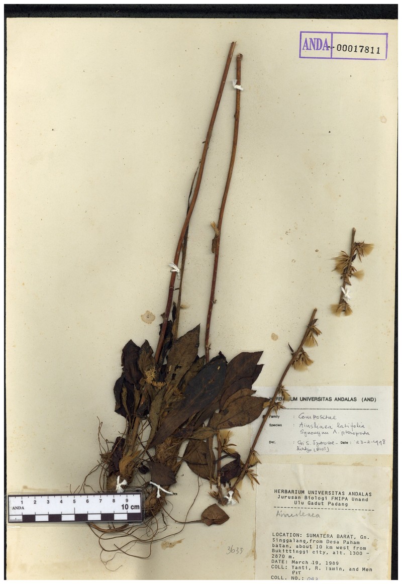 Anaphalis latifolia photo 3