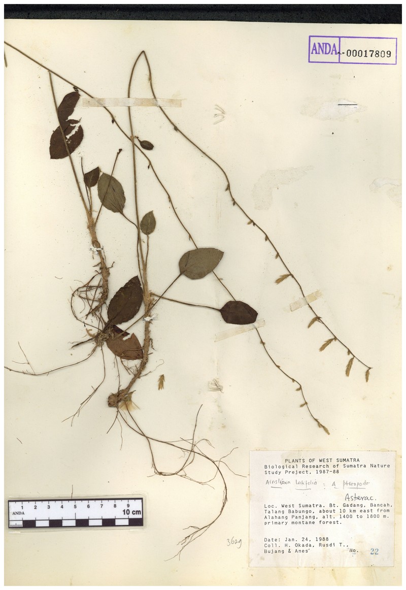 Anaphalis latifolia photo 4