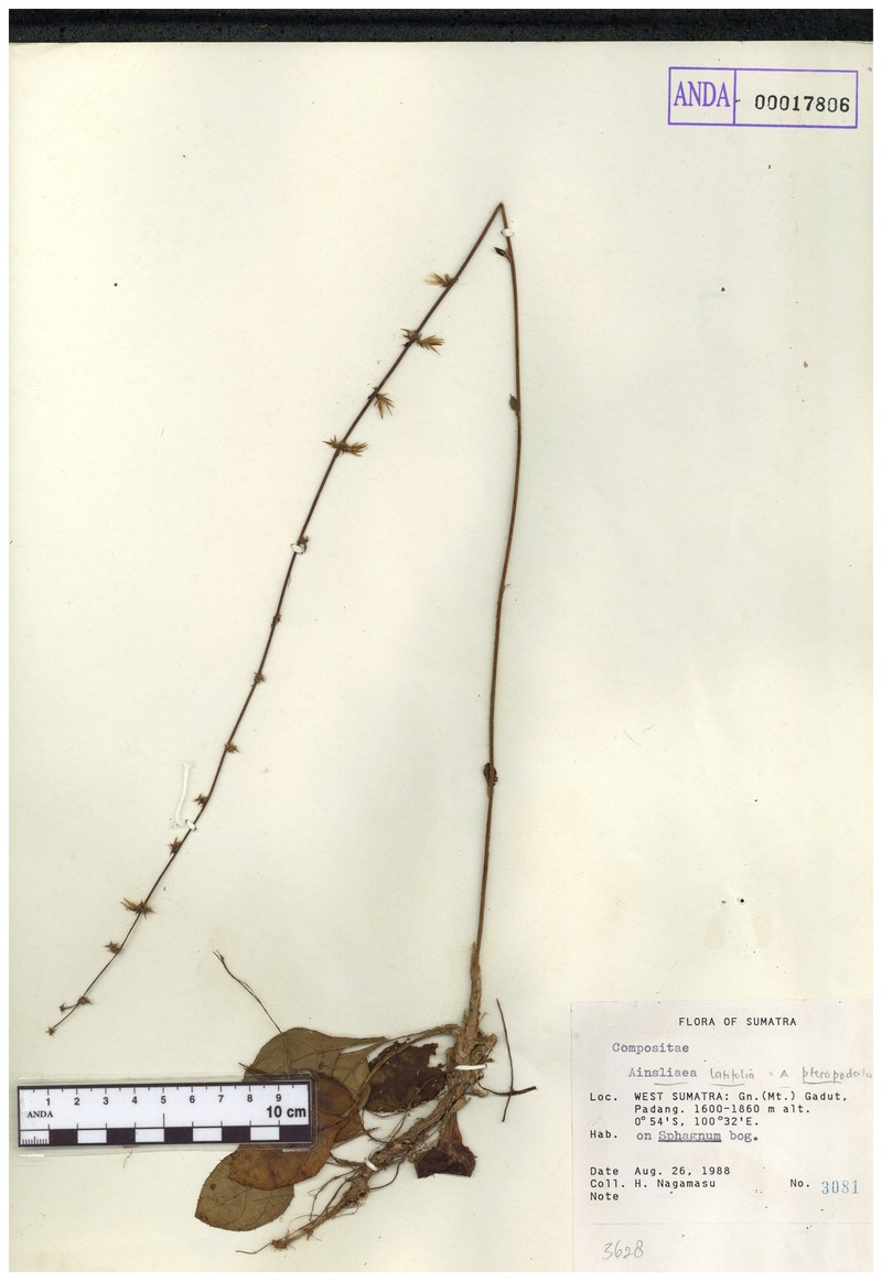 Anaphalis latifolia photo 5