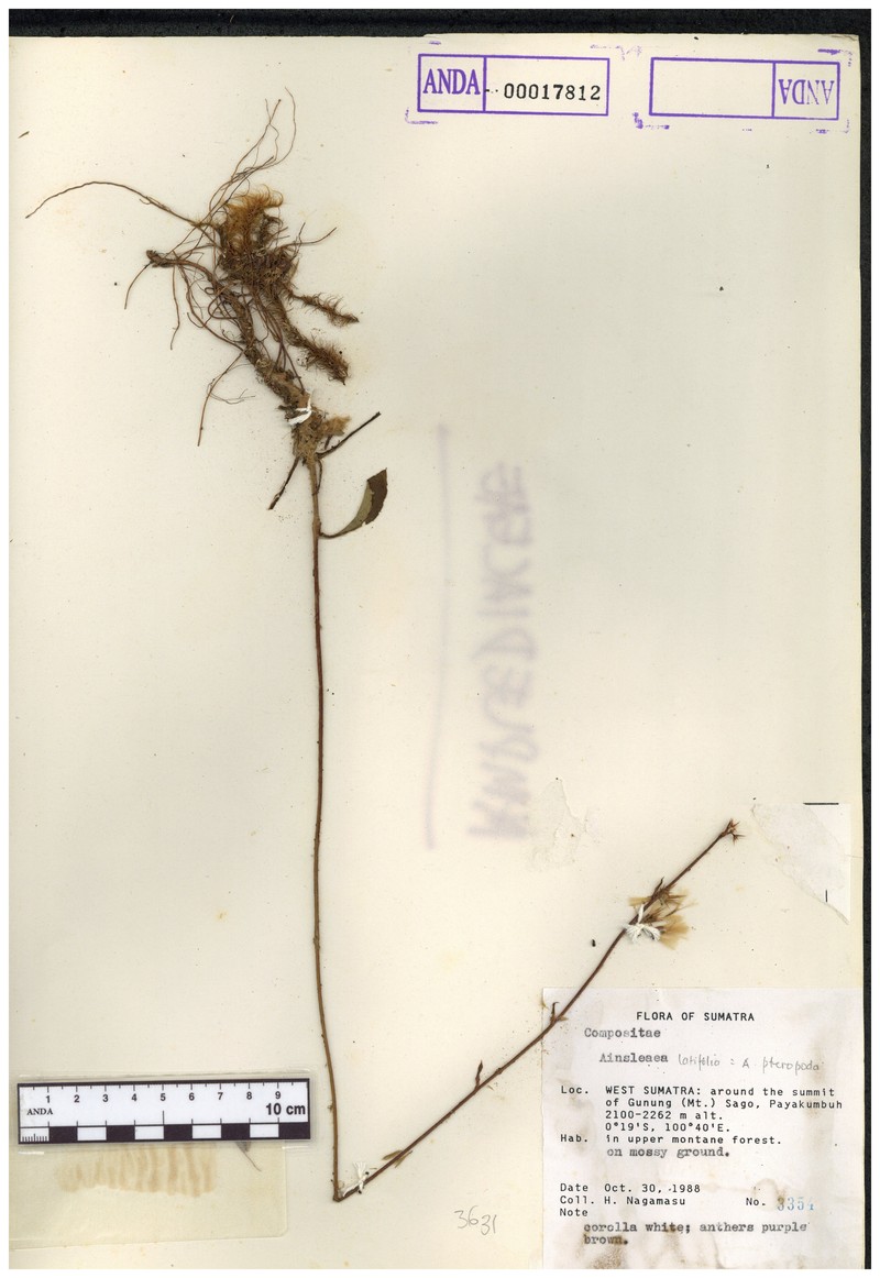 Anaphalis latifolia photo 6