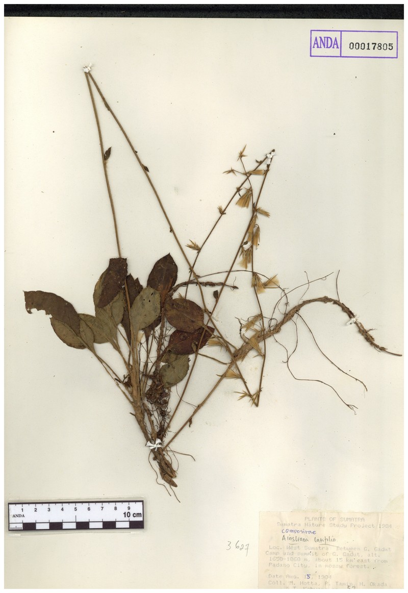 Anaphalis latifolia photo 7