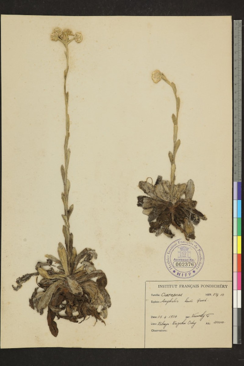 Anaphalis lawii