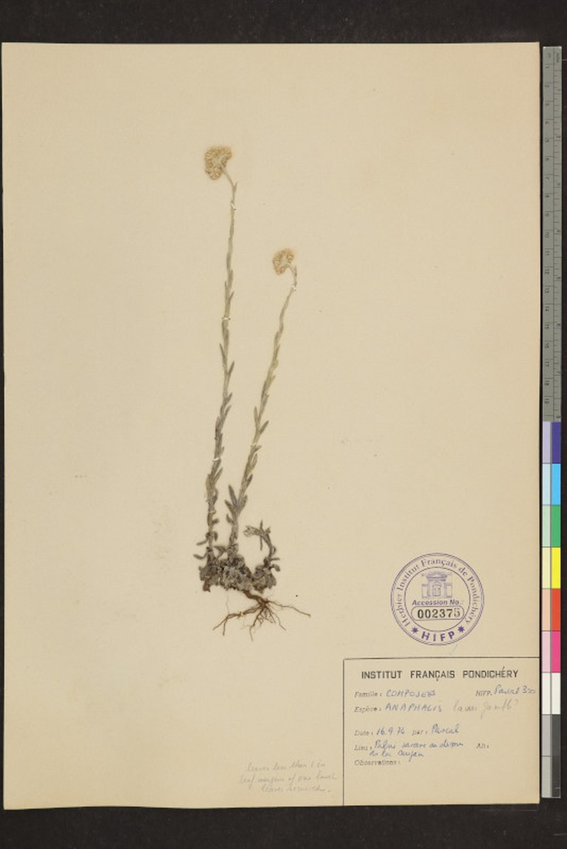 Anaphalis lawii photo 2