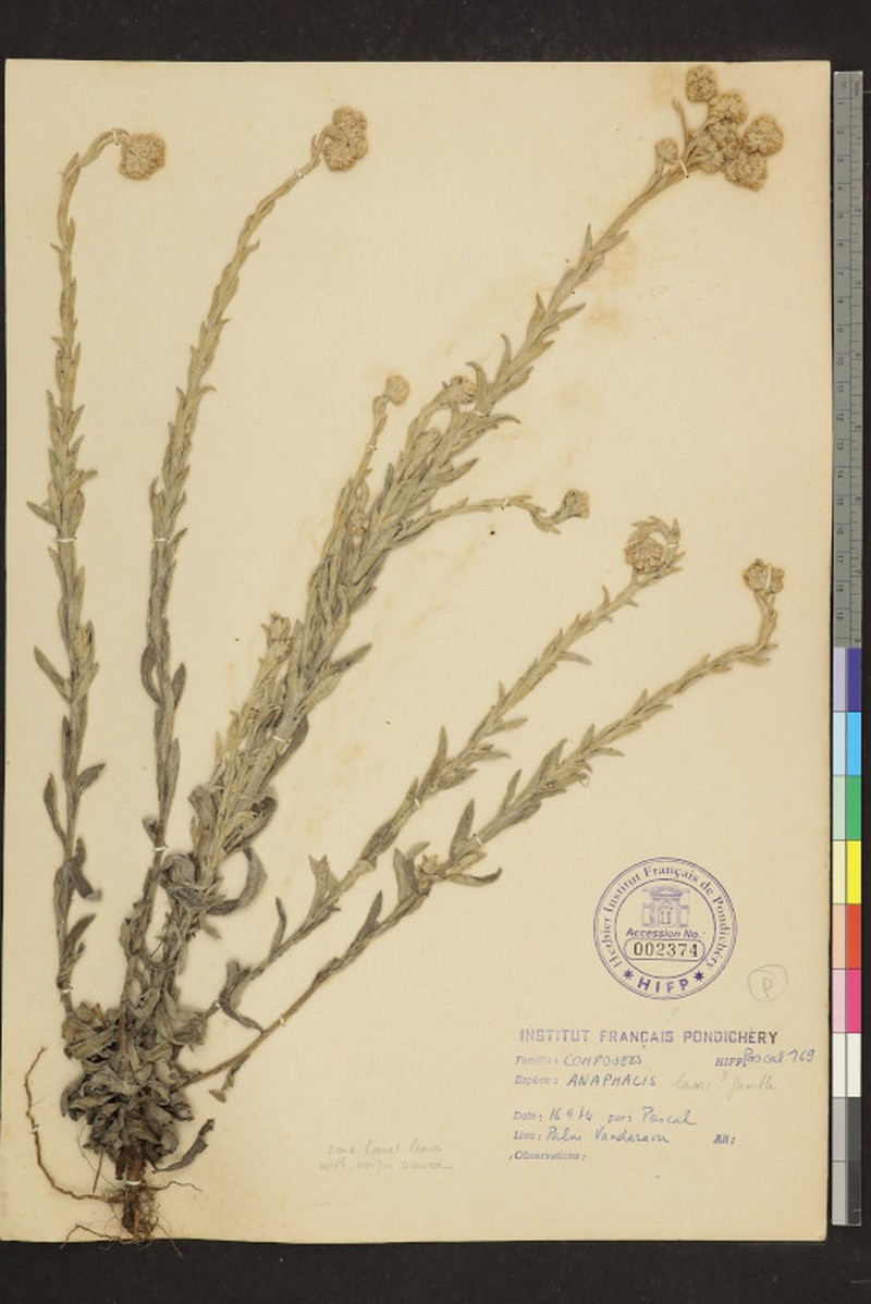 Anaphalis lawii photo 3