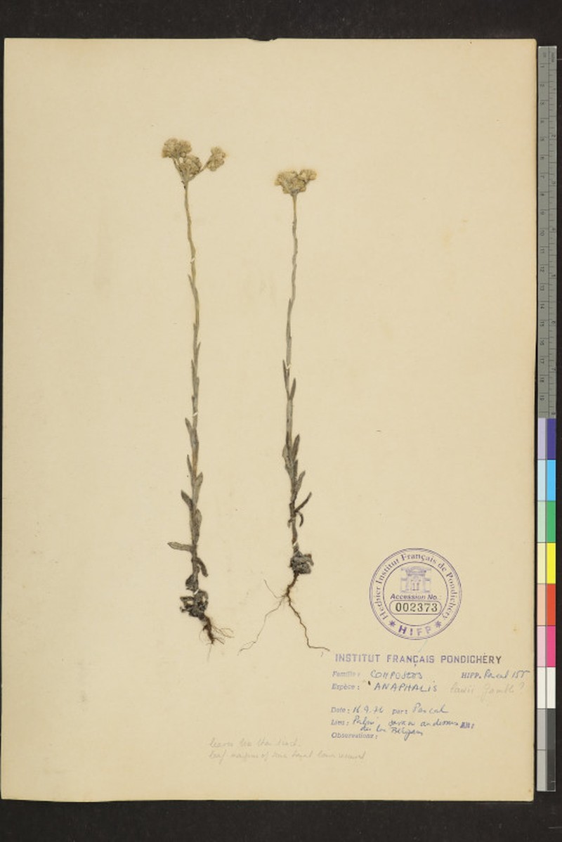 Anaphalis lawii photo 4