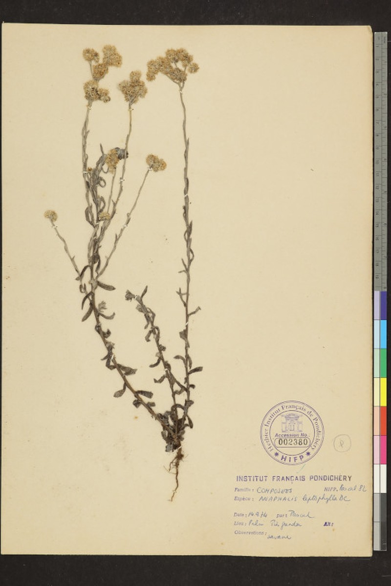 Anaphalis leptophylla