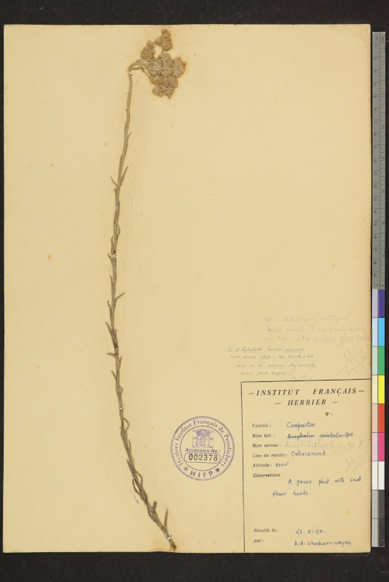 Anaphalis leptophylla photo 2