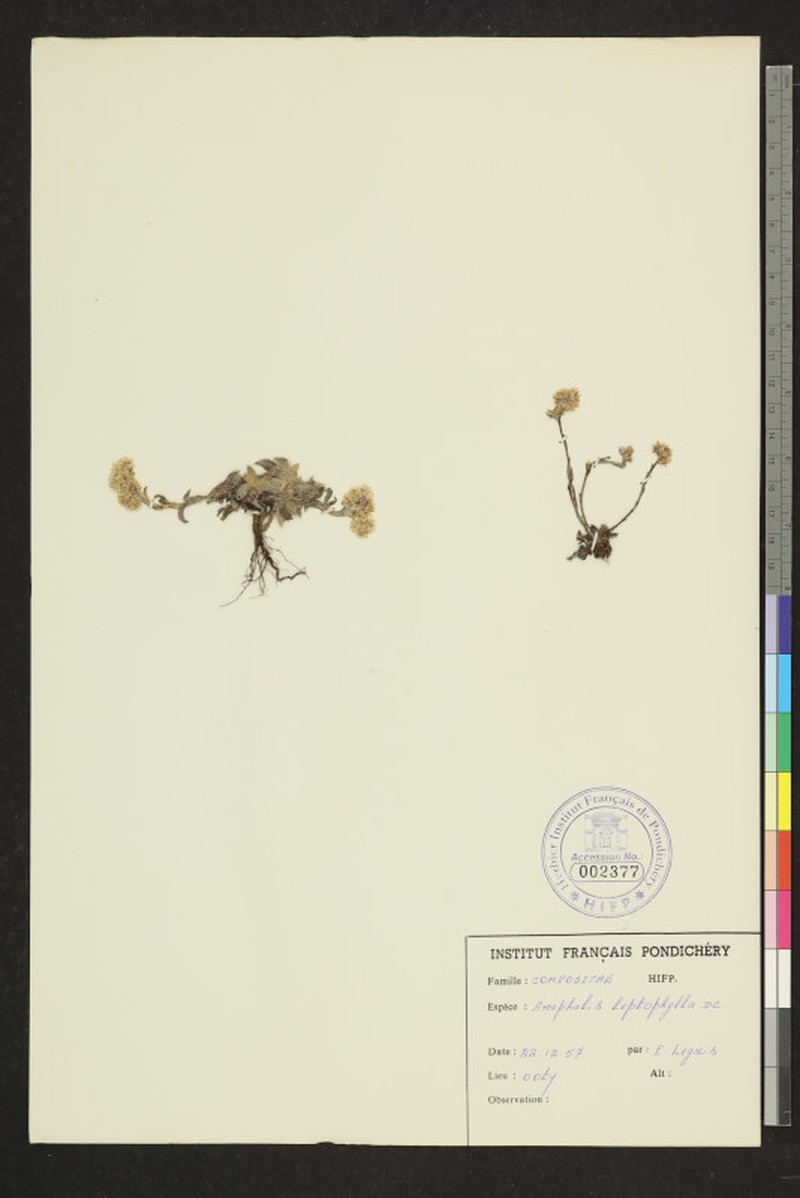 Anaphalis leptophylla photo 3