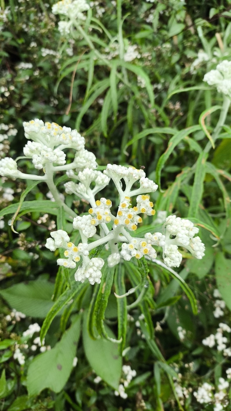 Anaphalis longifolia photo 2
