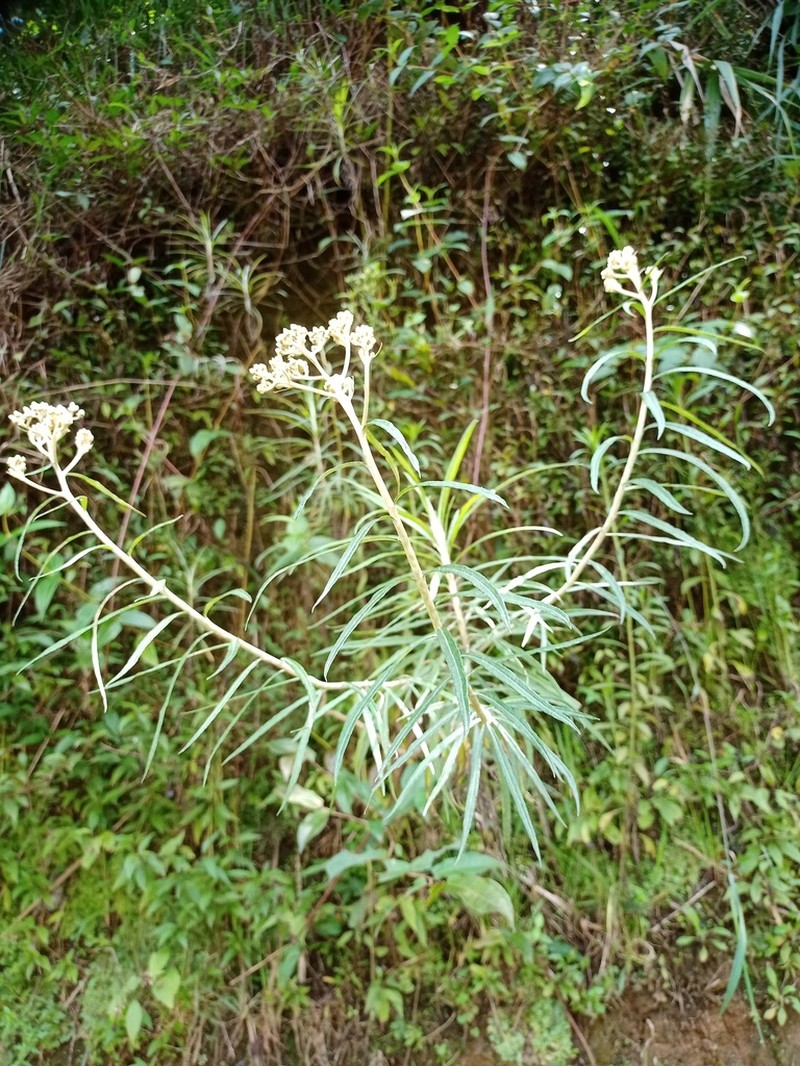 Anaphalis longifolia photo 3