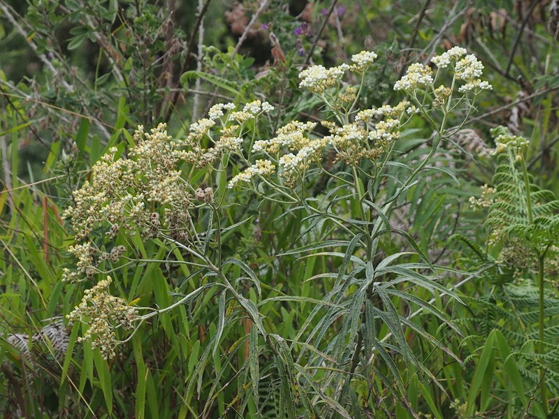 Anaphalis longifolia photo 4