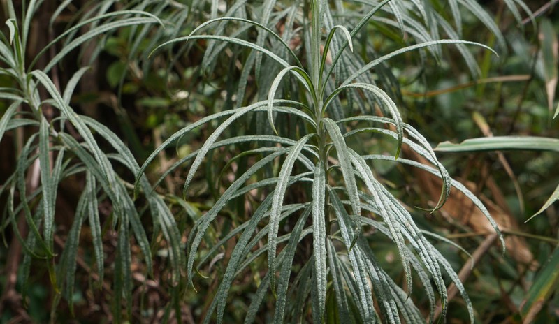 Anaphalis longifolia photo 5