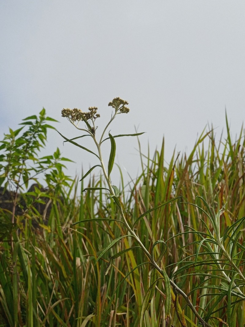 Anaphalis longifolia photo 6
