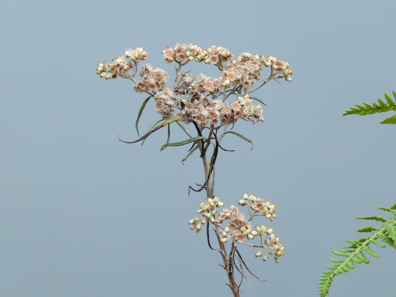 Anaphalis longifolia photo 8