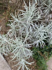 Anaphalis longifolia