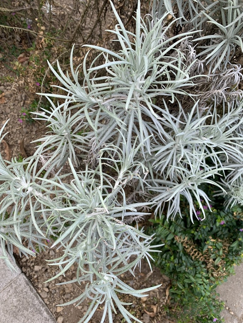 Anaphalis longifolia