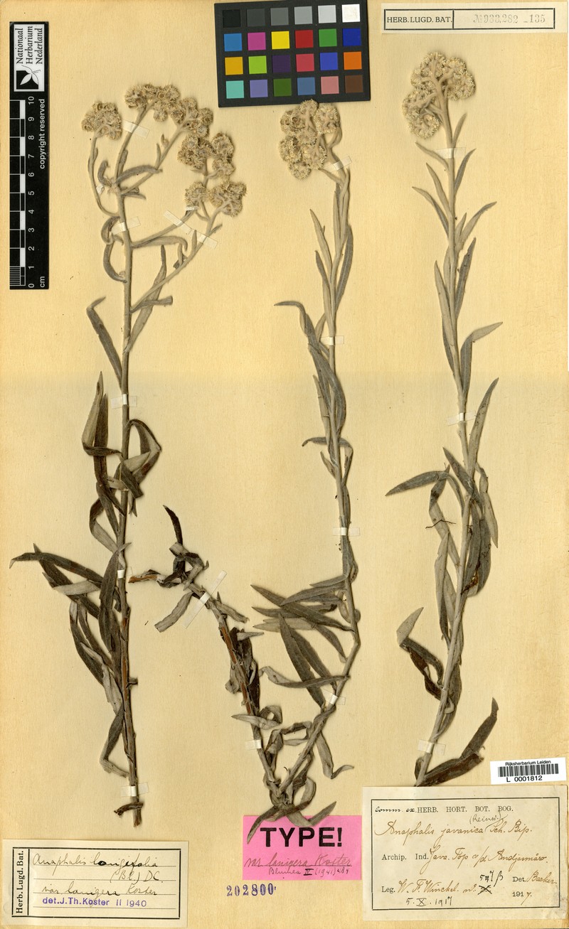 Anaphalis longifolia var. lanigera