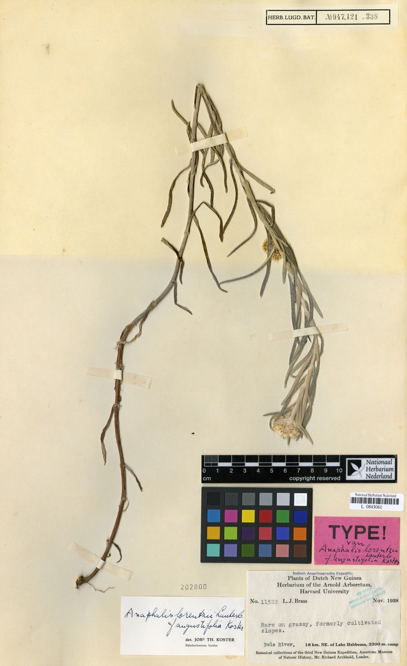 Anaphalis lorentzii f. angustifolia