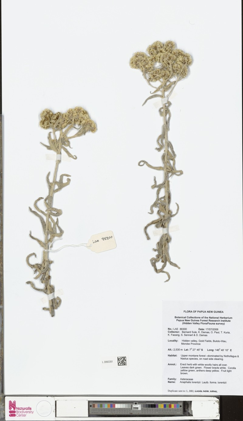 Anaphalis lorentzii f. lorentzii