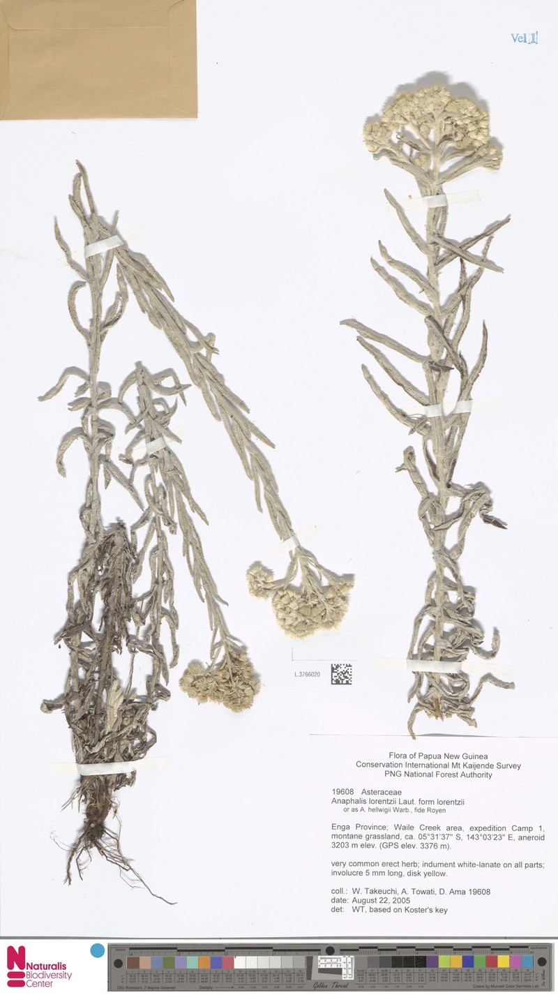 Anaphalis lorentzii f. lorentzii photo 2