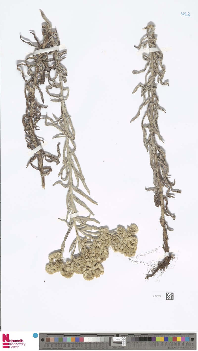 Anaphalis lorentzii f. lorentzii photo 3