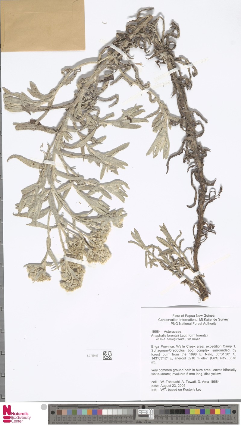Anaphalis lorentzii f. lorentzii photo 4