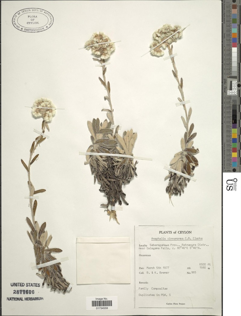 Anaphalis marcescens photo 5