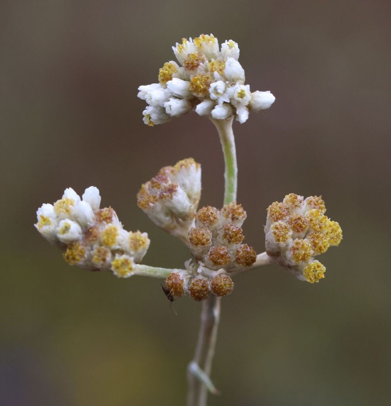 Anaphalis marcescens