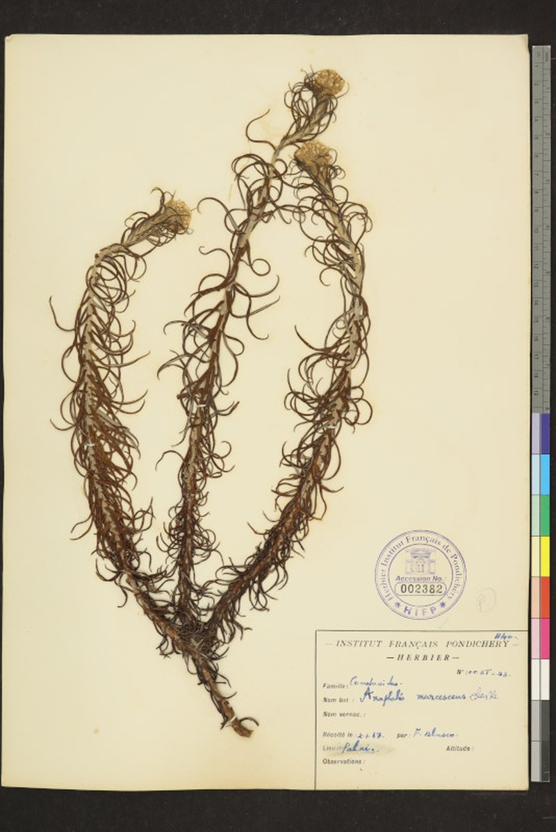 Anaphalis marcescens photo 2