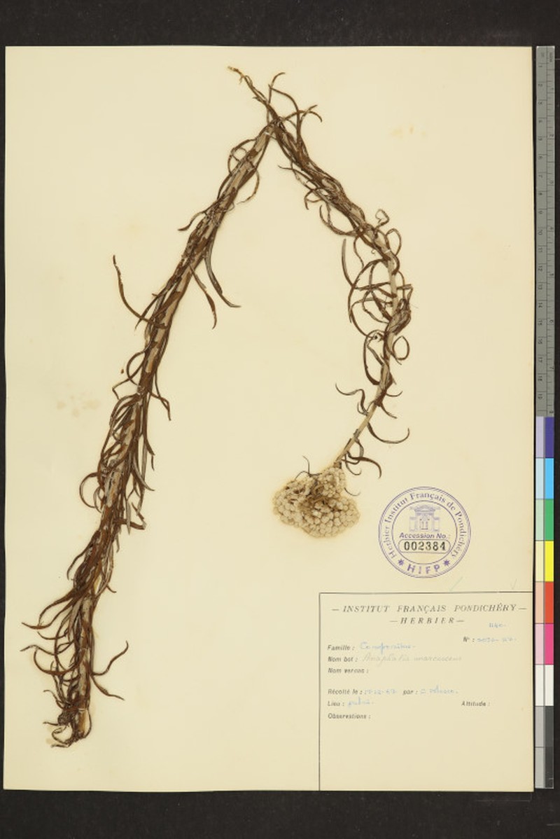 Anaphalis marcescens photo 3