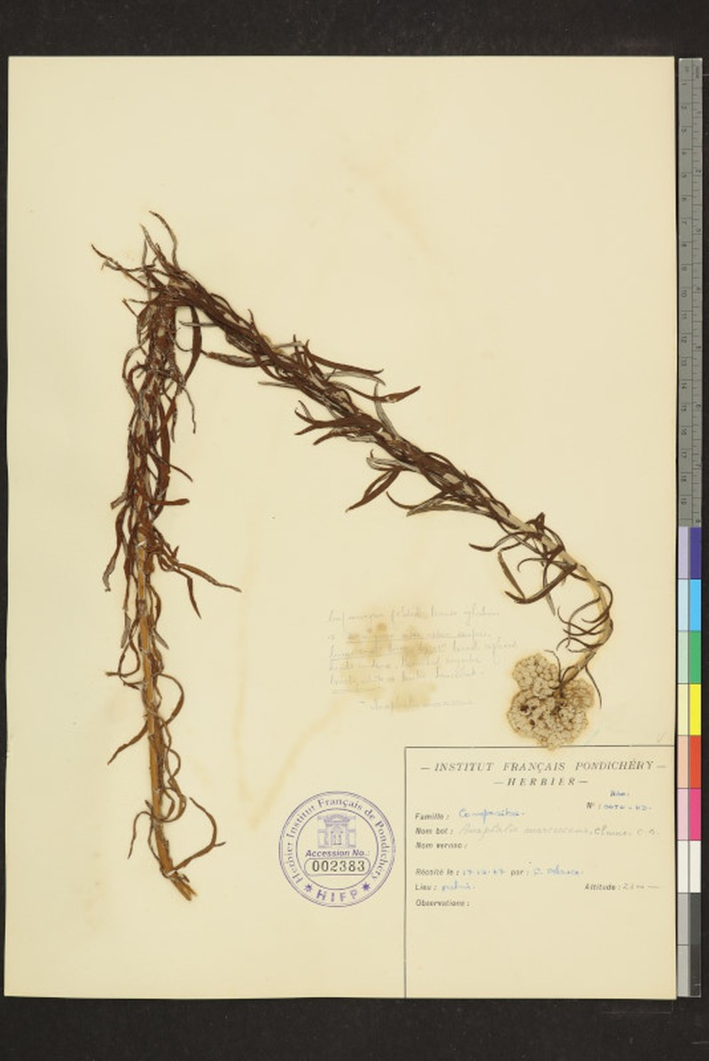 Anaphalis marcescens photo 4