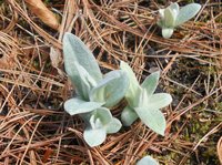 Western Pearly Everlasting