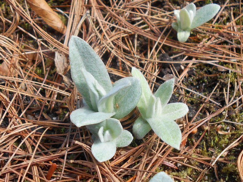 Western Pearly Everlasting