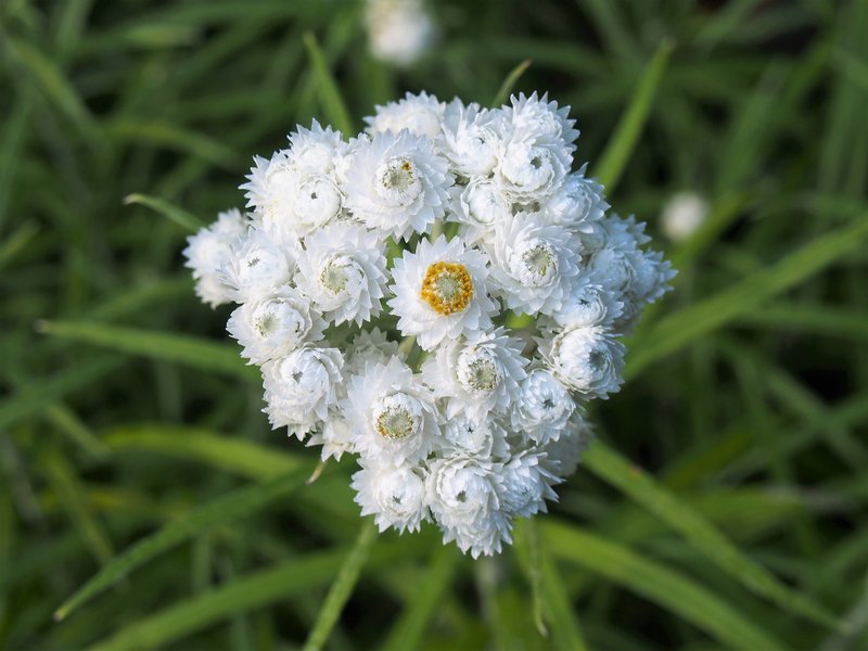 Western Pearly Everlasting photo 2