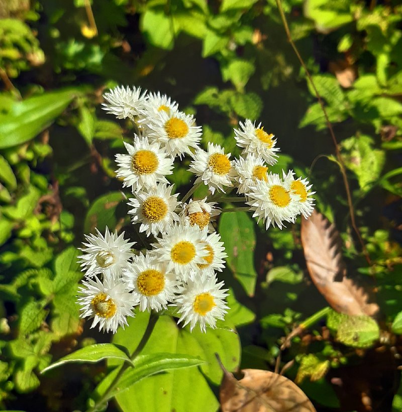 Western Pearly Everlasting photo 3