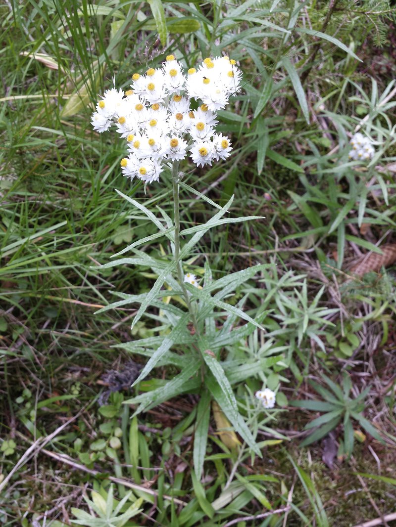 Western Pearly Everlasting photo 4