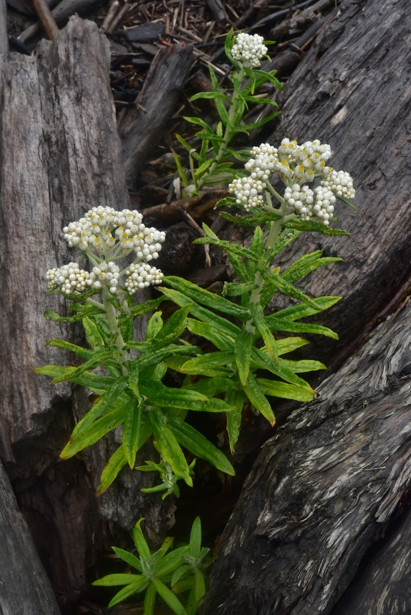 Anaphalis margaritacea subsp. margaritacea