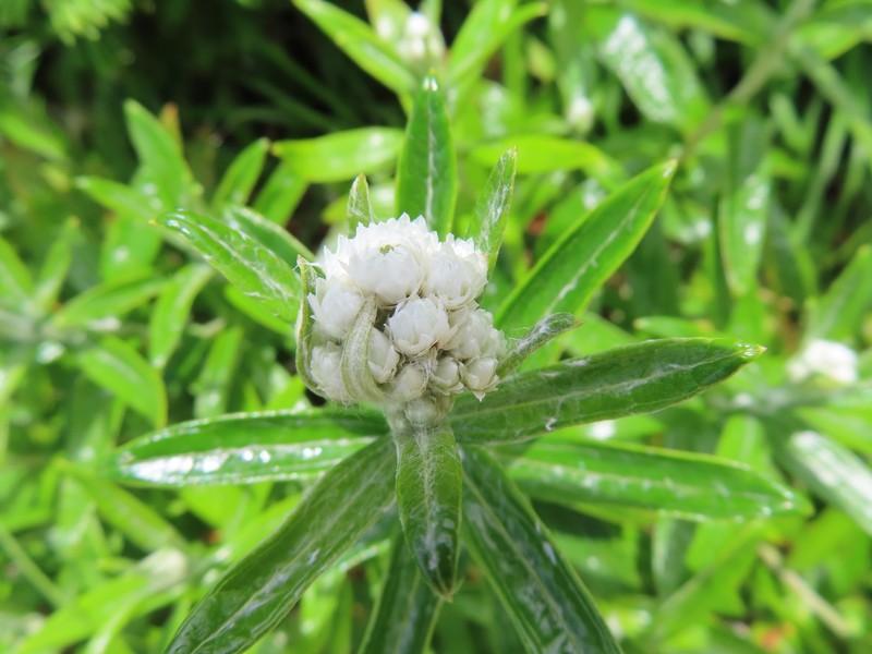 Anaphalis margaritacea subsp. margaritacea photo 2