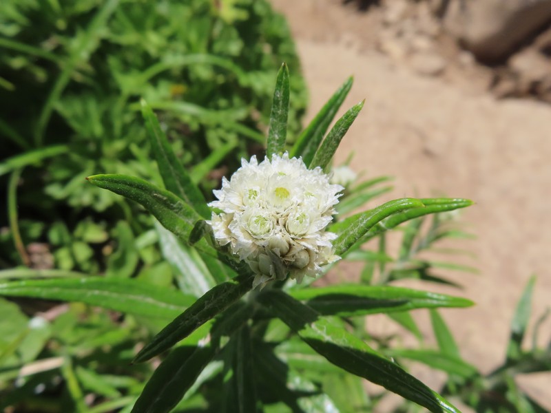 Anaphalis margaritacea subsp. margaritacea photo 3