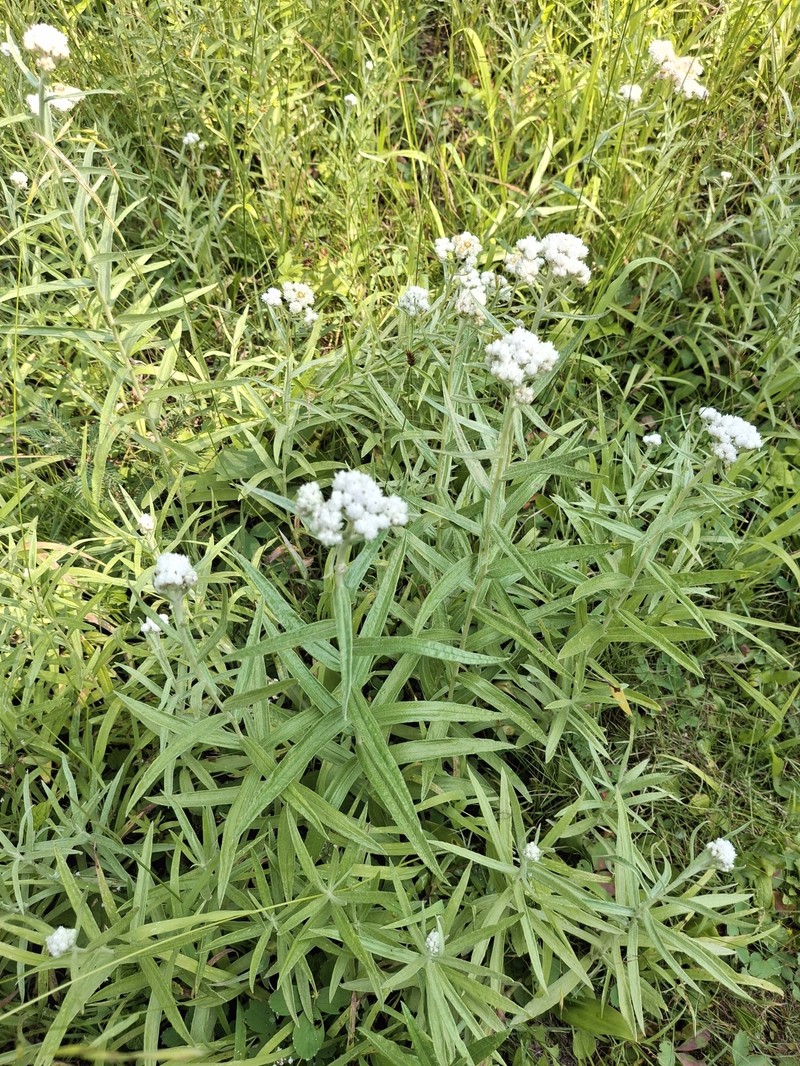 Anaphalis margaritacea subsp. margaritacea photo 4