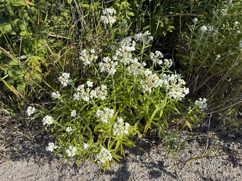 Anaphalis margaritacea subsp. margaritacea photo 5