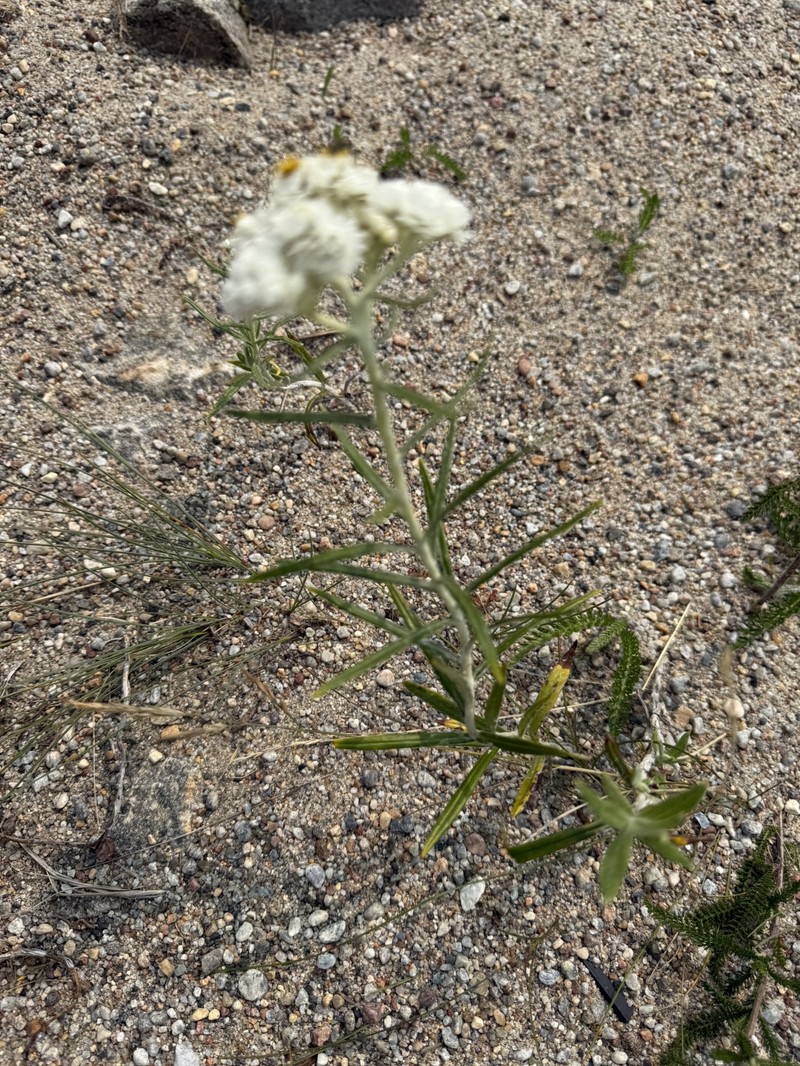 Anaphalis margaritacea subsp. margaritacea photo 6